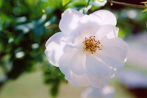 春暖花開.jpg
